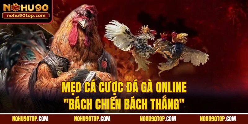 Tổng hợp mẹo cá cược đá gà online "bách chiến bách thắng"