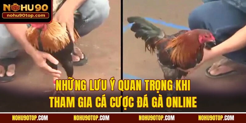 Những lưu ý quan trọng khi tham gia cá cược đá gà online