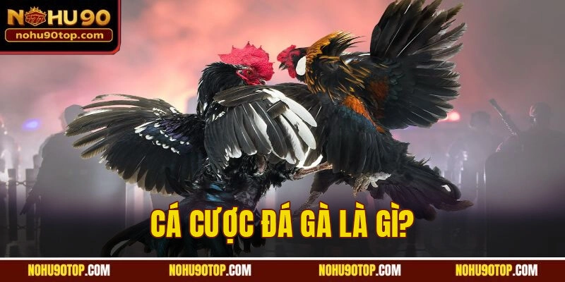 mẹo cá cược đá gà